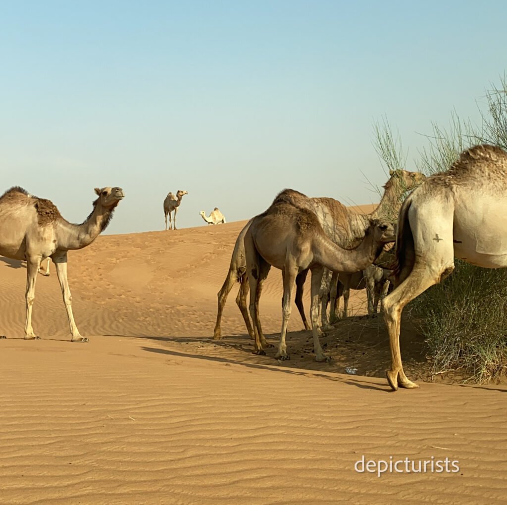Dubai's Desert Safari - Camel